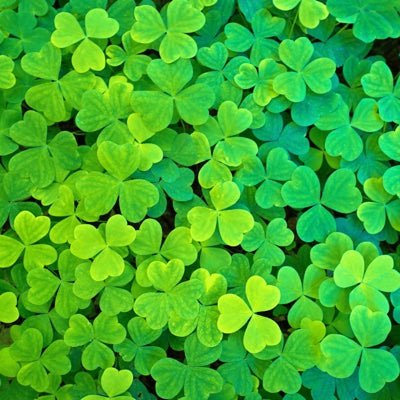 clover.jpg