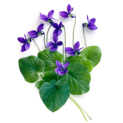 violet-leaf.jpg