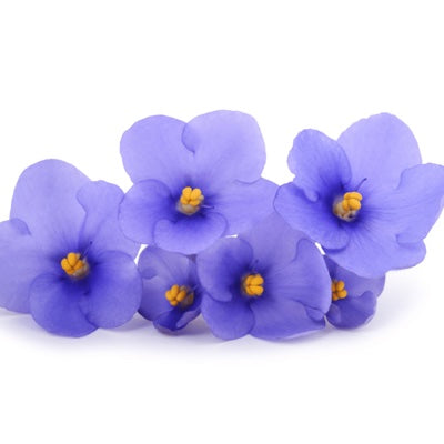 violet.jpg